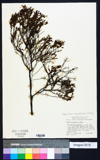 Hypericum piriai image