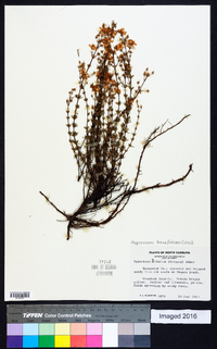 Hypericum piriai image