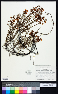 Hypericum piriai image