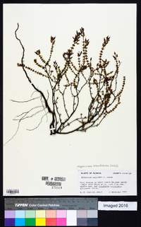 Hypericum piriai image