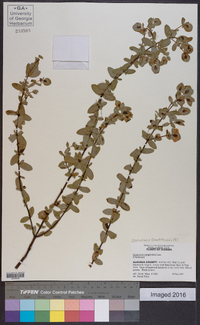 Hypericum tetrapetalum image