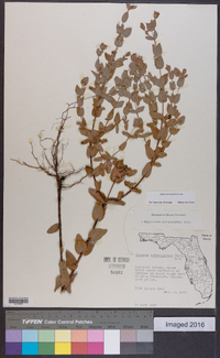 Hypericum tetrapetalum image