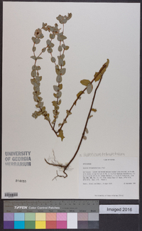 Hypericum tetrapetalum image