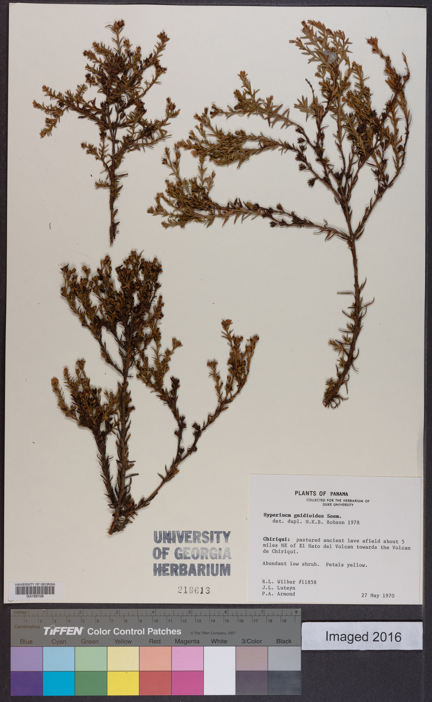 Hypericum gnidioides image