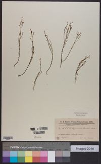 Hypericum sarothra image