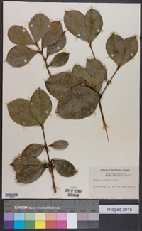 Garcinia madruno image