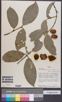 Garcinia madruno image
