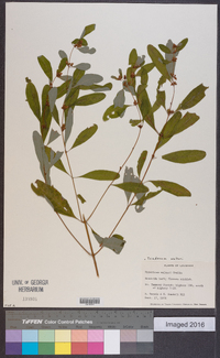 Triadenum walteri image