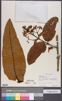 Vismia latifolia image