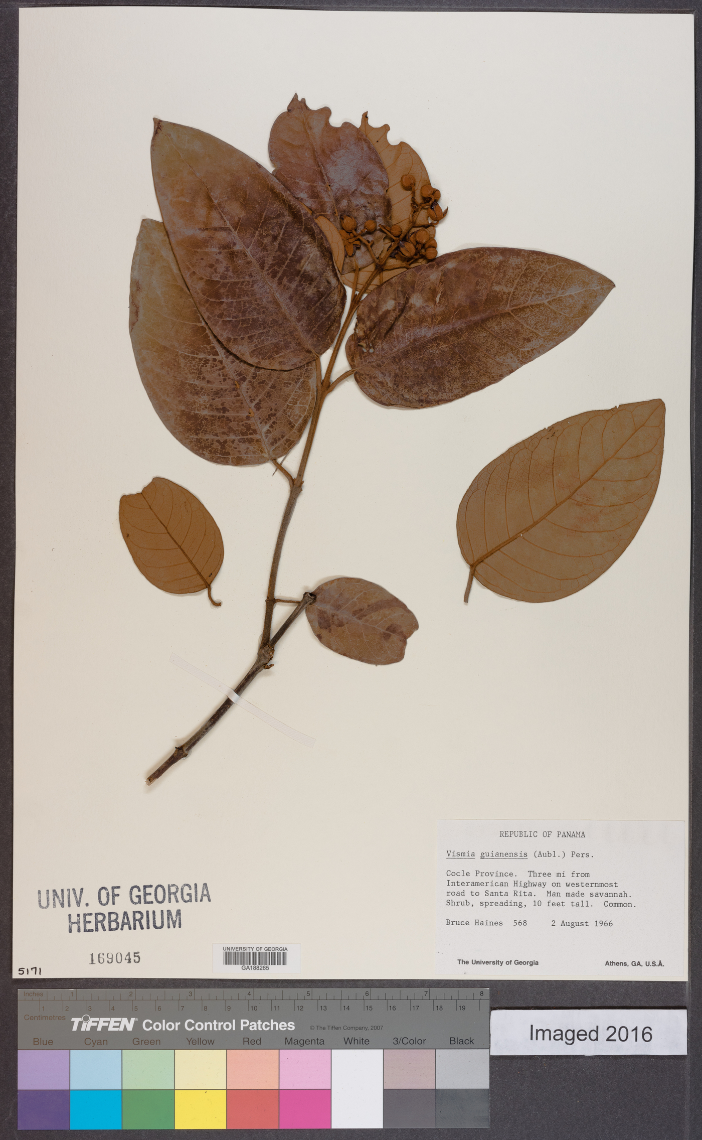 Vismia guianensis image