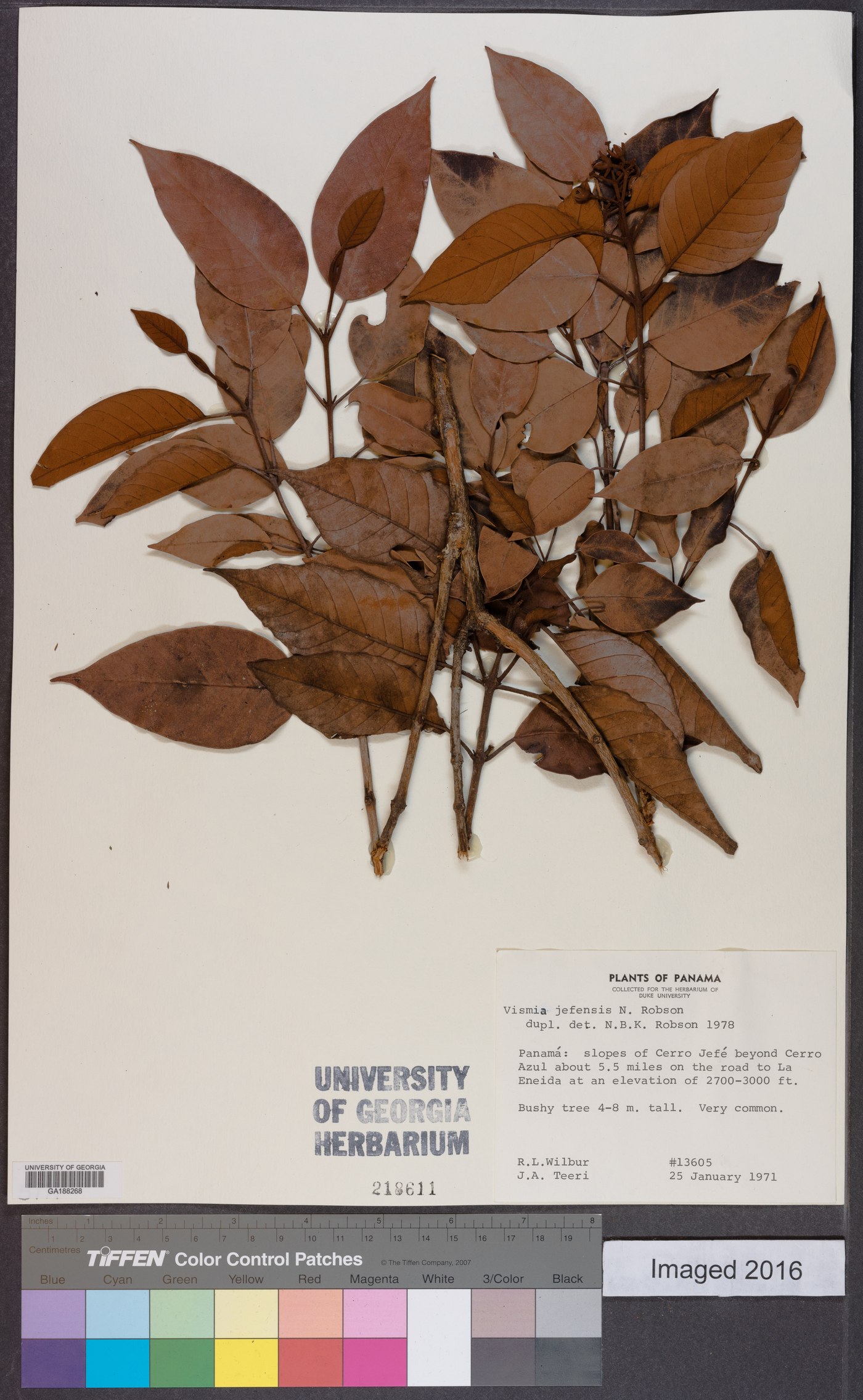 Vismia jefensis image