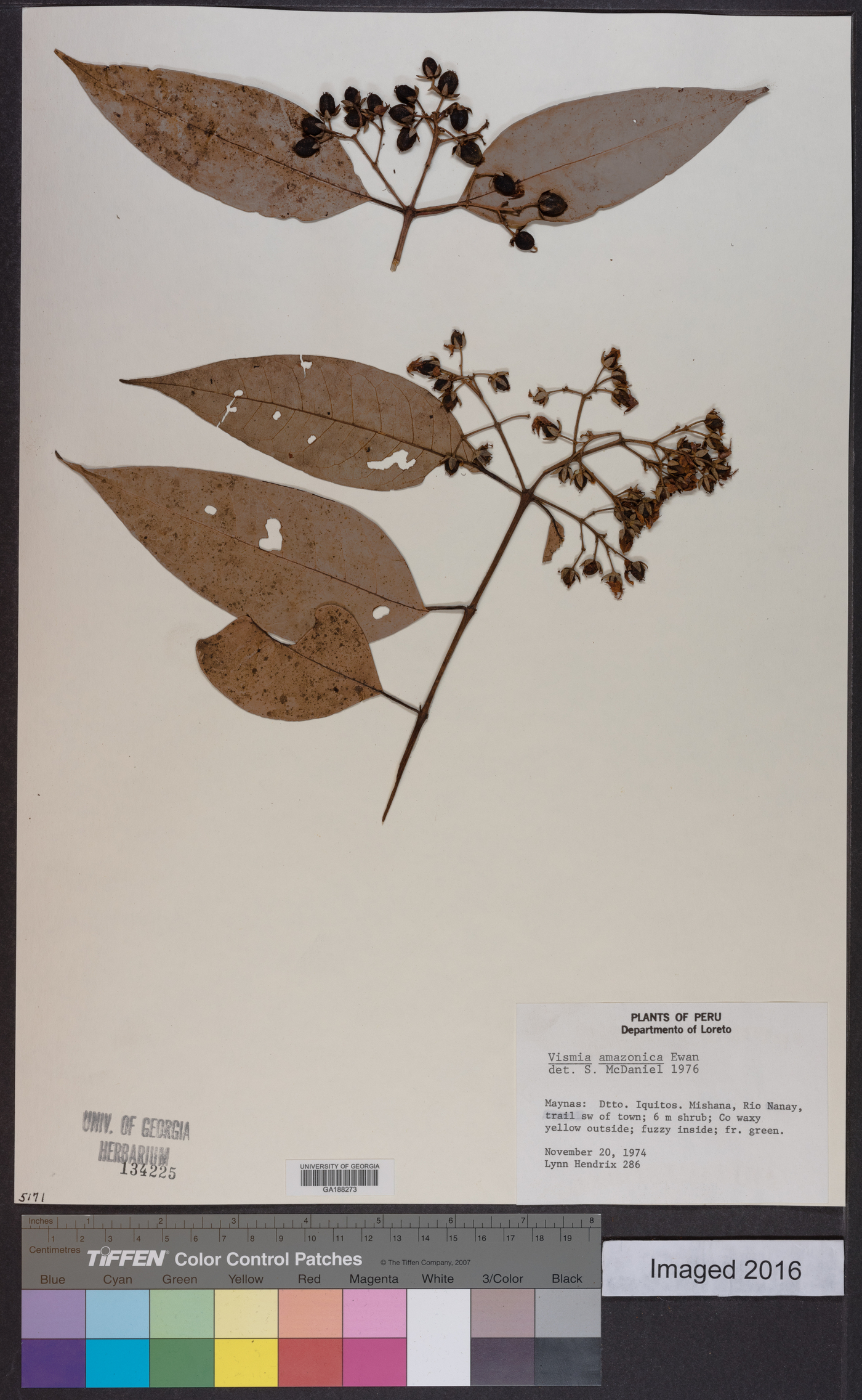 Vismia gracilis image