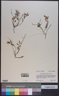 Helianthemum arenicola image
