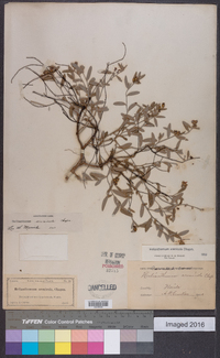 Helianthemum arenicola image