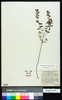 Crocanthemum canadense image