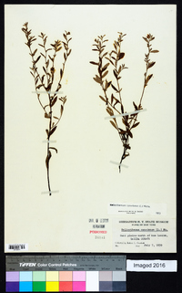 Crocanthemum canadense image