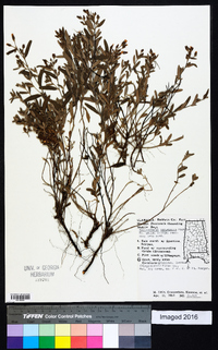 Helianthemum corymbosum image