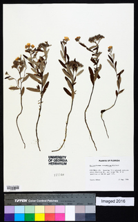 Helianthemum corymbosum image