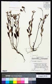 Helianthemum corymbosum image