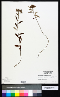 Helianthemum corymbosum image