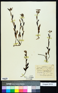 Helianthemum corymbosum image