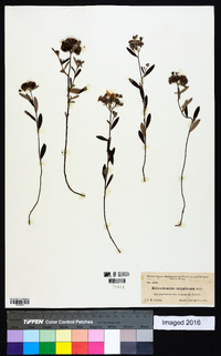 Helianthemum corymbosum image