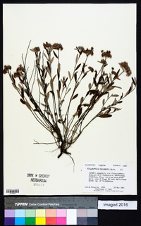 Helianthemum corymbosum image