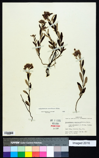 Helianthemum corymbosum image