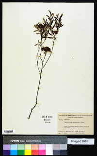 Helianthemum corymbosum image