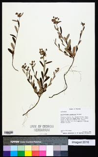 Helianthemum corymbosum image