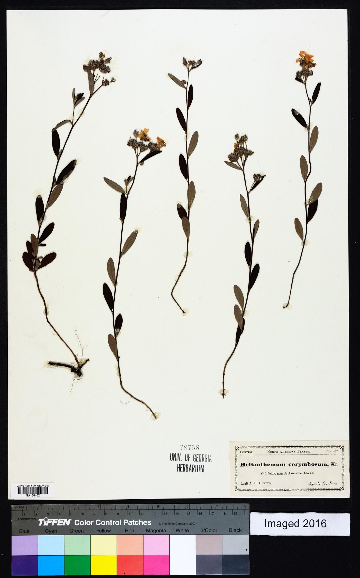 Helianthemum corymbosum image