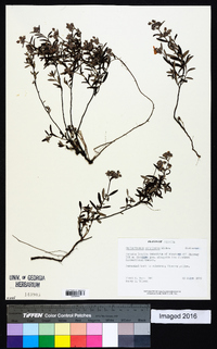 Helianthemum corymbosum image