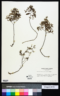 Helianthemum georgianum image