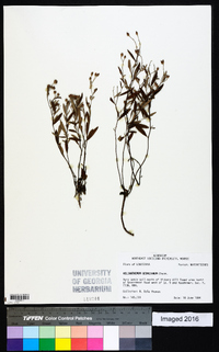 Helianthemum georgianum image