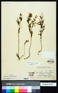 Helianthemum georgianum image