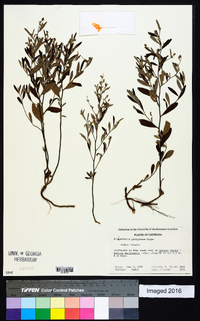 Helianthemum georgianum image