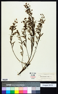 Crocanthemum nashii image