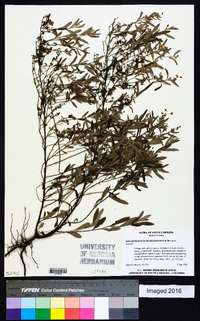 Helianthemum rosmarinifolium image