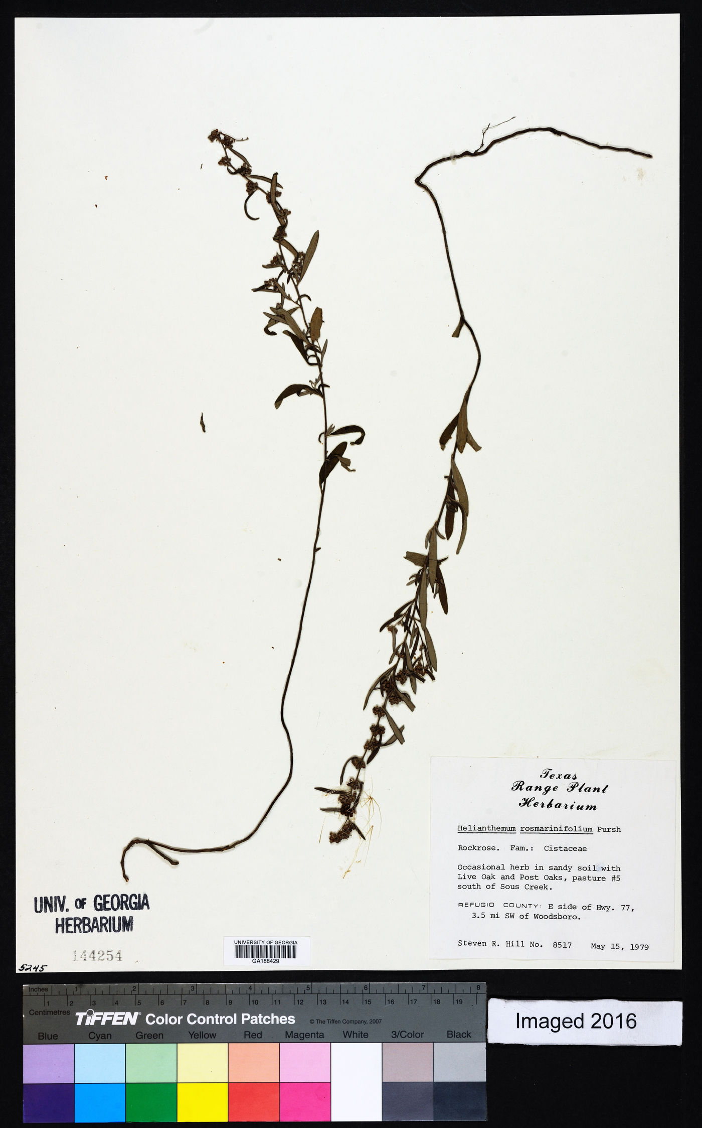 Helianthemum rosmarinifolium image