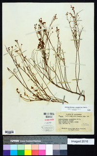 Helianthemum scoparium image