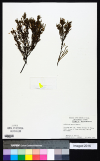 Hudsonia ericoides image