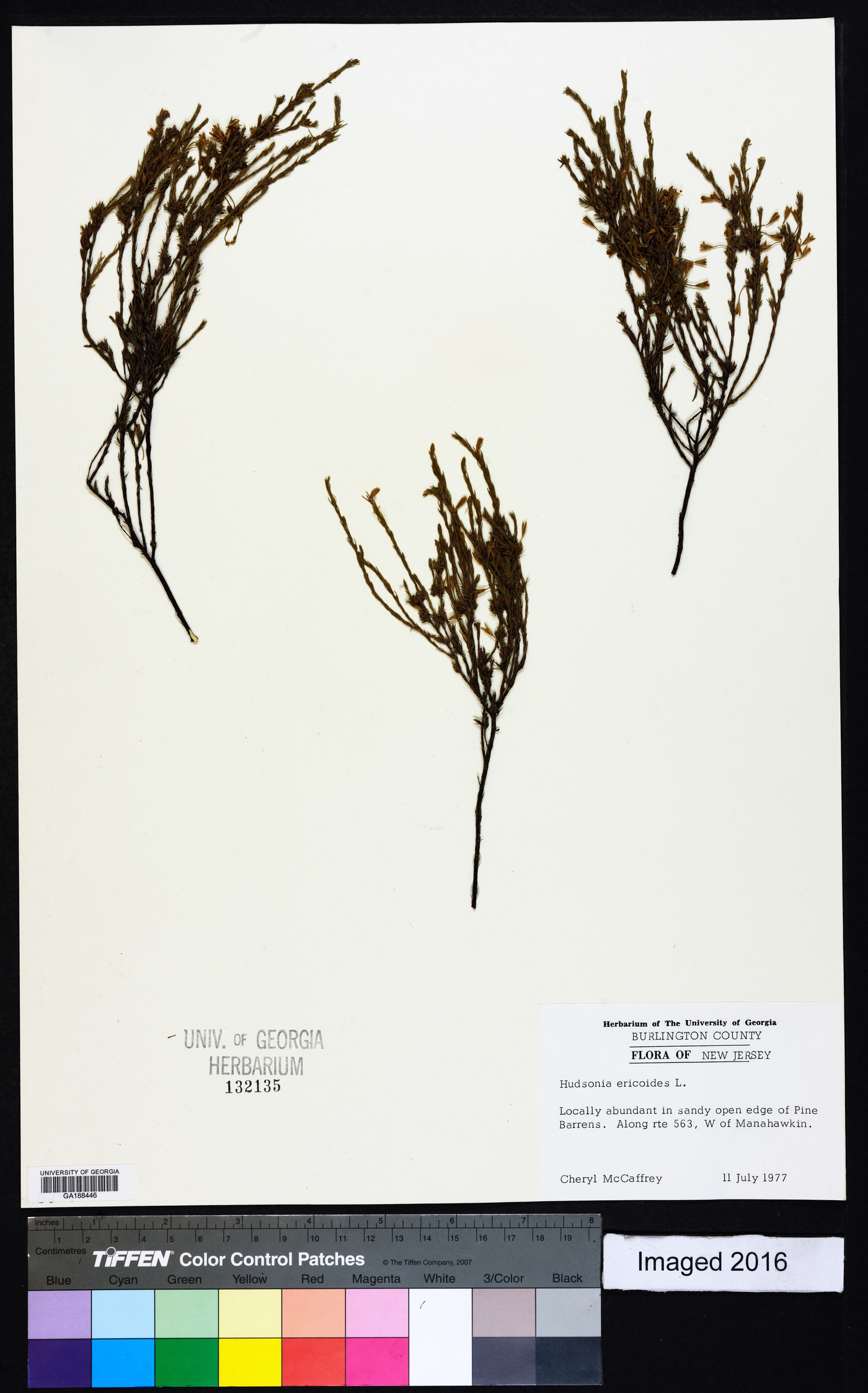 Hudsonia ericoides image