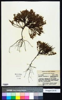 Hudsonia ericoides image