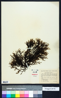 Hudsonia ericoides image