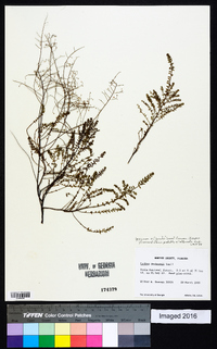 Lechea deckertii image
