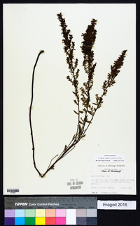 Lechea mucronata image