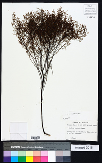 Lechea sessiliflora image