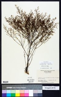 Lechea sessiliflora image