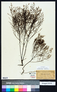 Lechea sessiliflora image