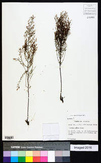 Lechea sessiliflora image